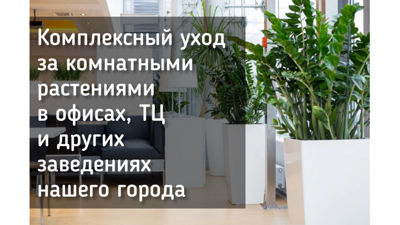 Комплексный уход за комнатными растениями в офисах